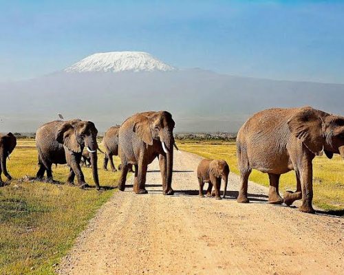Amboseli-National-Park-Natural-World-Kenya-Safaris