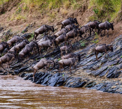 3 Days Masai Mara Budget Safari