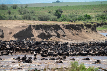 Migration Safari