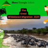 Wildebeest Migration 2025