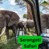Discover the Best Time to Go on a Serengeti Safari