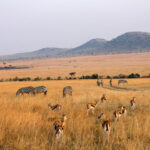 Mara Triangle vs. Masai Mara Reserve