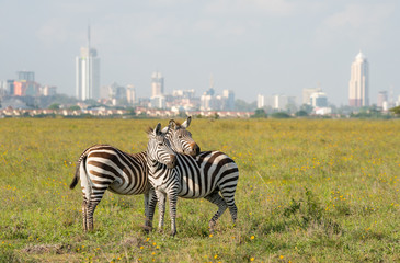 Best 1 Day Safari Nairobi National Park Tour