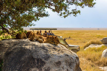 Big Five in The Mara