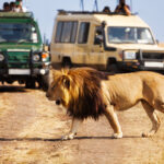 Trip to the masai mara