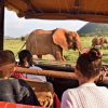 safari with kids
