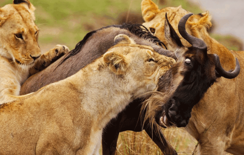 6 Days kenyan relaxing Luxury Safari