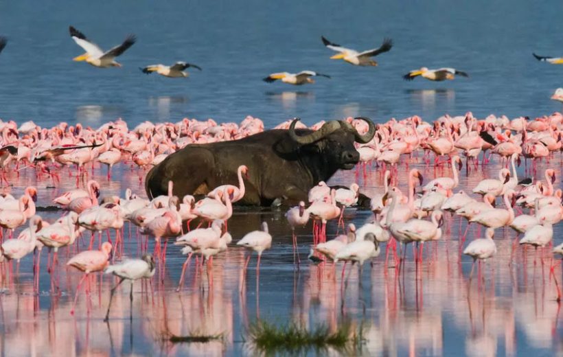 10 Days Kenya Bush Safari only