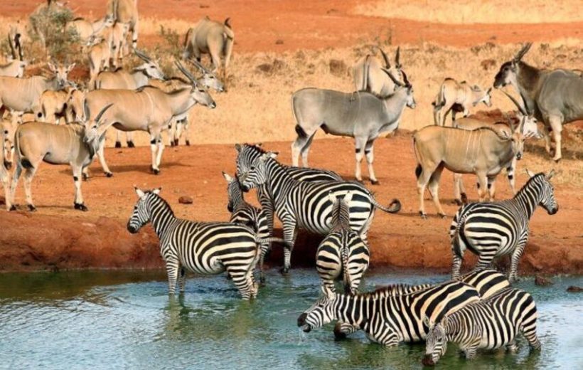 10 Days Kenya Bush Safari