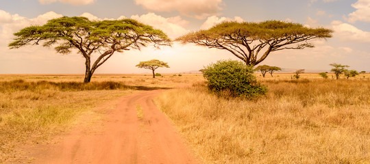 Kenya Safaris in December