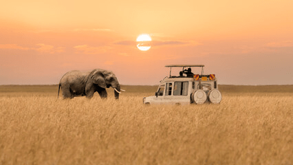 Kenya Safaris in December