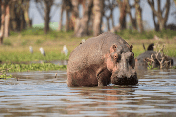 Boat Safaris in Kenya