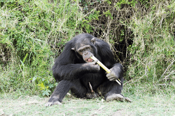 Ol Pejeta Chimpanzee Sanctuary
