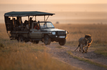 Ol Pejeta Chimpanzee Sanctuary