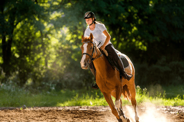 Sanctuary Horseback Safaris