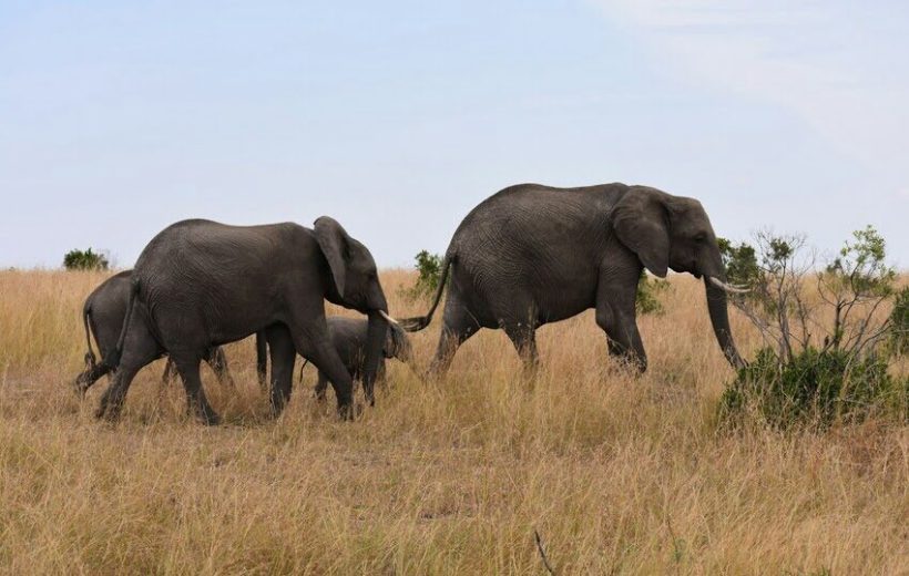 3 Days Perfect Amboseli Trip