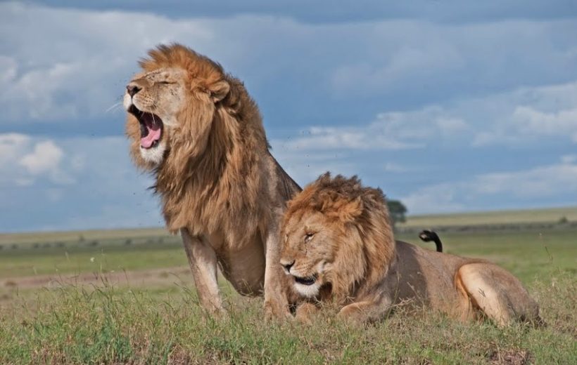 3 Days Kenyan Safari Tsavo East