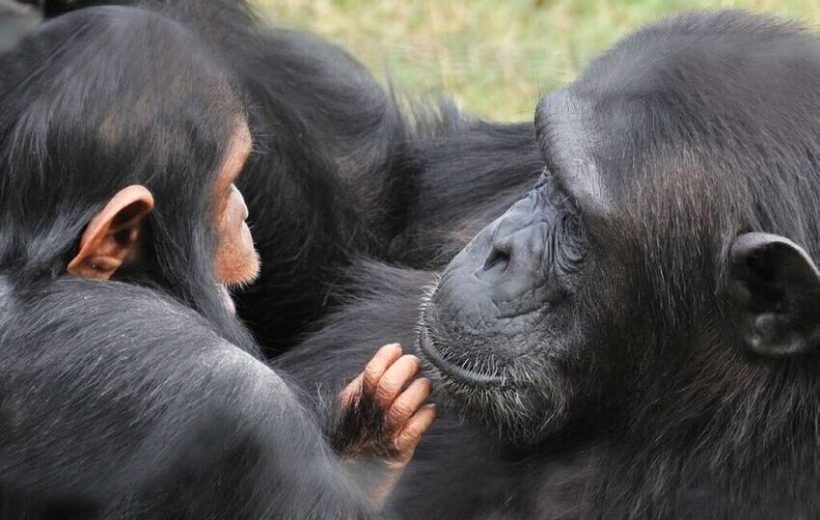 Ol Pejeta Conservancy & Chimpanzee Sanctuary Full Day Tour