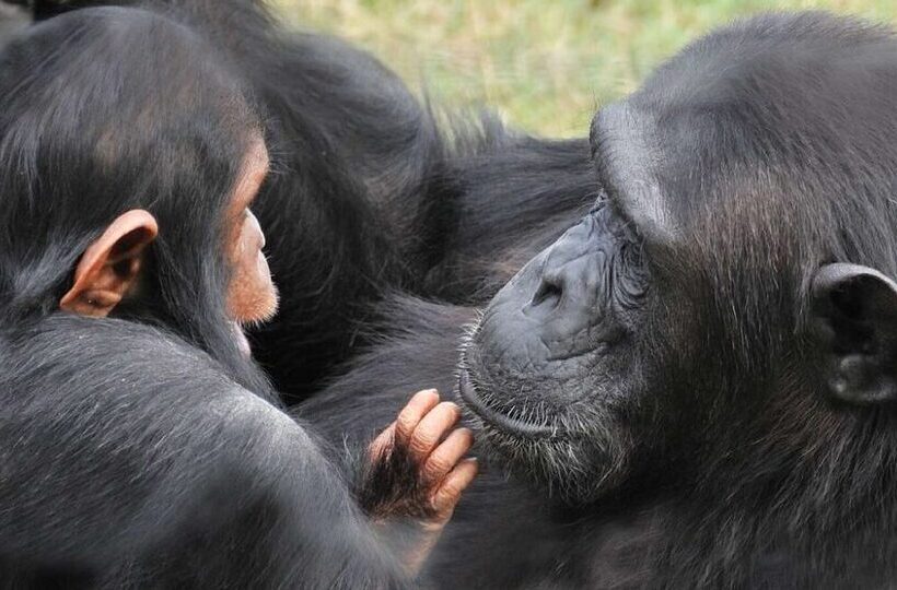 Ol Pejeta Chimpanzee Sanctuary
