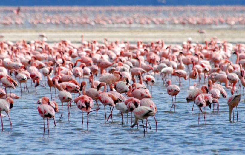 Day trip to Lake Nakuru National park