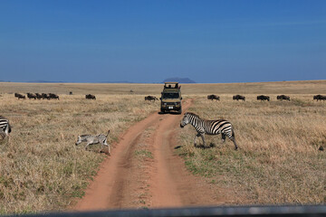 Top 10 Reasons to Visit Masai Mara in January to March