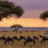 Africa Safari