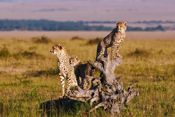 Big Five in Kenya Safari