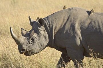 Big Five in the Mara Triangle
