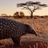 How to Spot Rare Animals on a Kenyan Safari