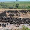 Migration Safari