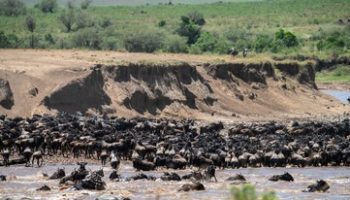 Migration Safari