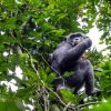 ol pejeta chimpanzee sanctuary