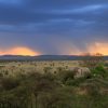 Kenya Safari in the Rainy Season