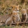 Tanzania Safari Cost