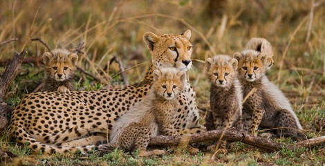 Tanzania Safari Cost