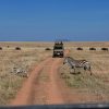 Top 10 Reasons to Visit Masai Mara in January to March