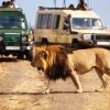 Trip to the masai mara