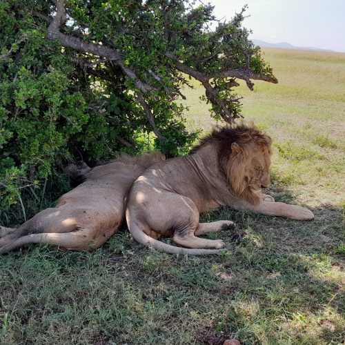 How to Plan a 6-Day Tsavo and Amboseli Safari Classic Itinerary
