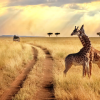 Kenya Safari in 2026 Mara Triangle Safaris