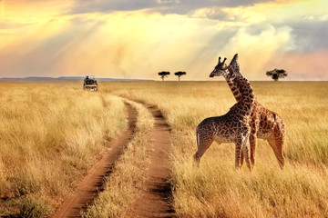 Kenya Safari in 2026 Mara Triangle Safaris