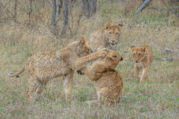 Best Kenya Safari