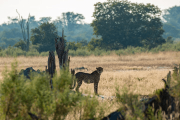 Best Kenya Safari