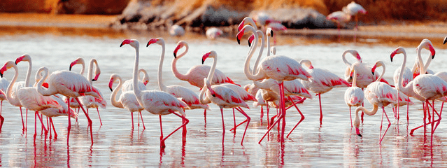Kenya Safaris in December