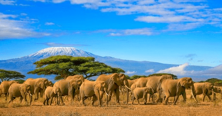 Best Kenya Safari