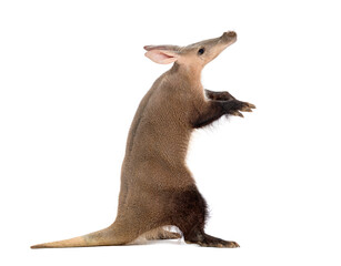 Rare Animals on a Kenyan Safari