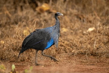 Ol Jogi Wildlife Conservancy