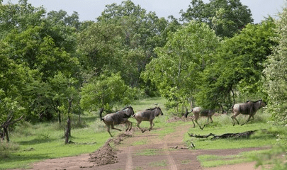 Kenya Safari in January