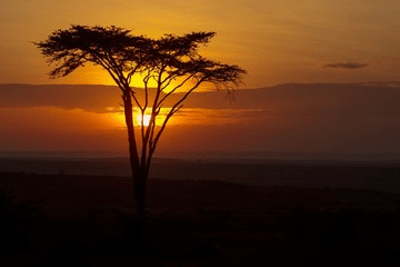 Kenya Safari in January