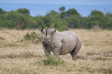 Ol Pejeta Chimpanzee Sanctuary