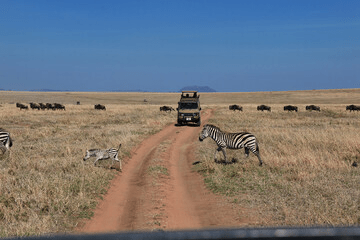 Kenya Safari in January